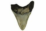 Bargain, Fossil Megalodon Tooth - North Carolina #186595-1